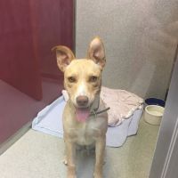 Covina Animal Hospital ico