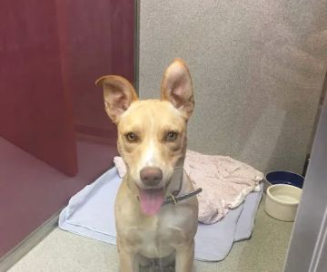 Covina Animal Hospital
