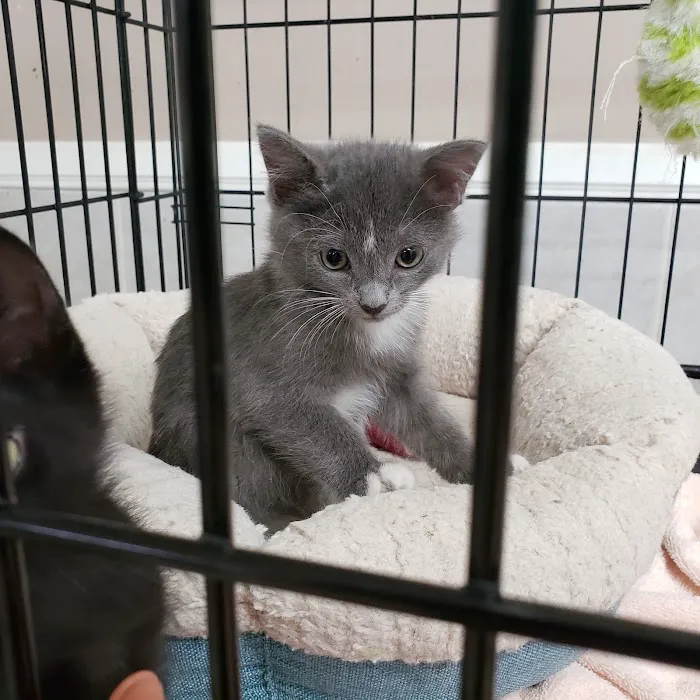 Duarte Azusa Animal Hospital 8
