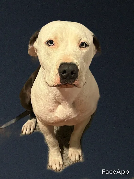 Duarte Azusa Animal Hospital 6