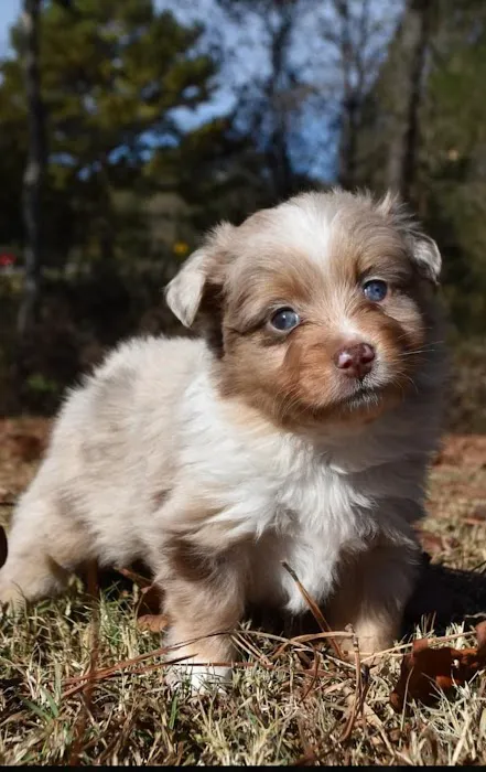 Cypress Animal Hospital 1