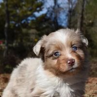 Cypress Animal Hospital ico