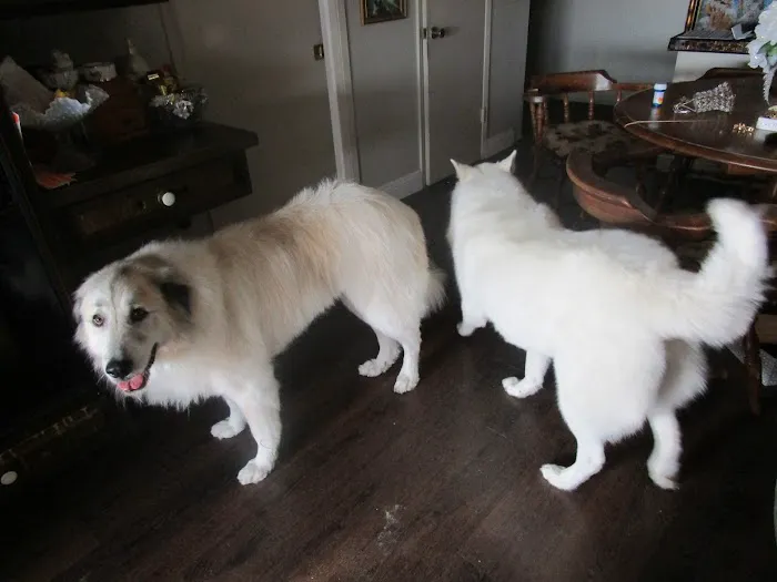 Cypress Animal Hospital 2