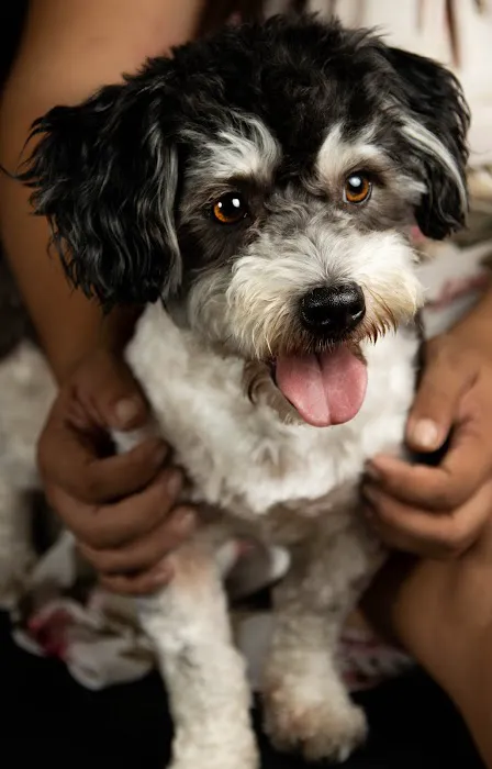 Cypress Animal Hospital 5