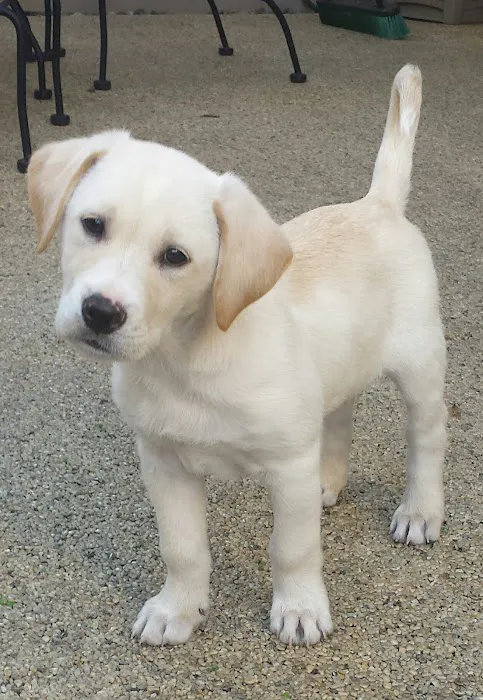 Cypress Animal Hospital 8