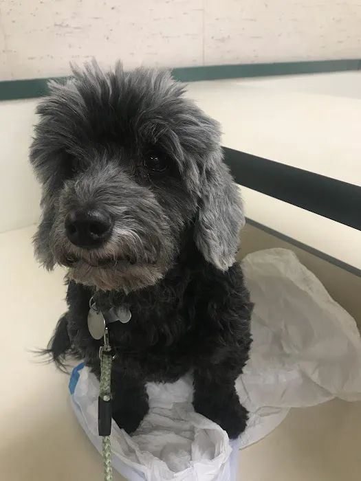 South Glendora Animal Hospital 8