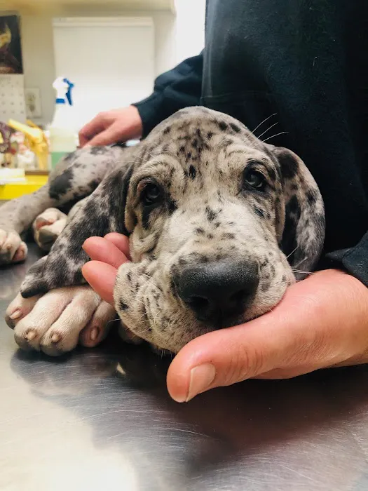 South Glendora Animal Hospital 2