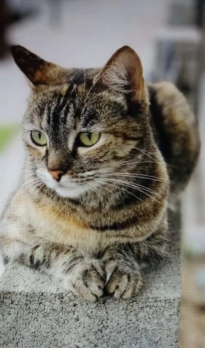South Glendora Animal Hospital 9