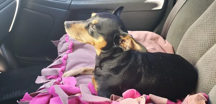 South Glendora Animal Hospital 4