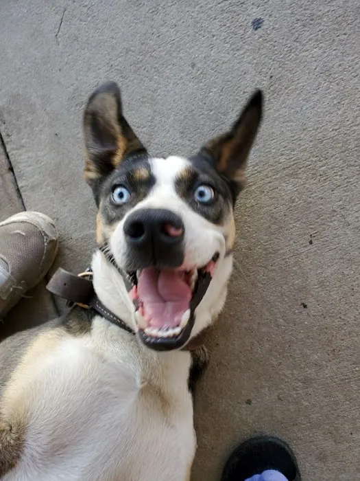 South Glendora Animal Hospital 10