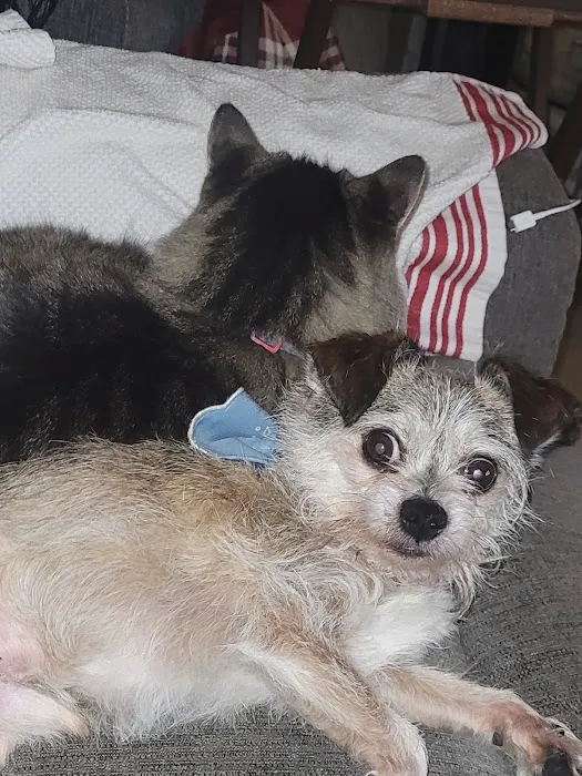 South Glendora Animal Hospital 7
