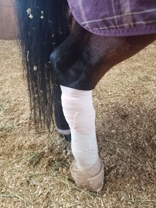 Chino Valley Equine Hospital 12