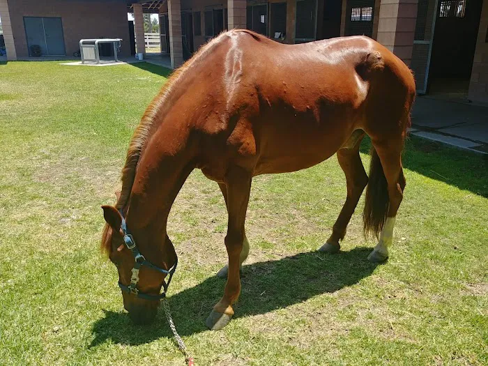 Chino Valley Equine Hospital 12