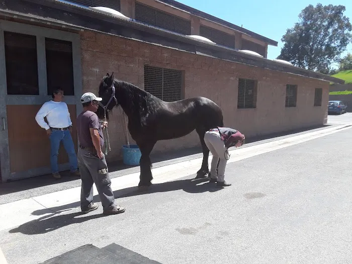 Chino Valley Equine Hospital 12