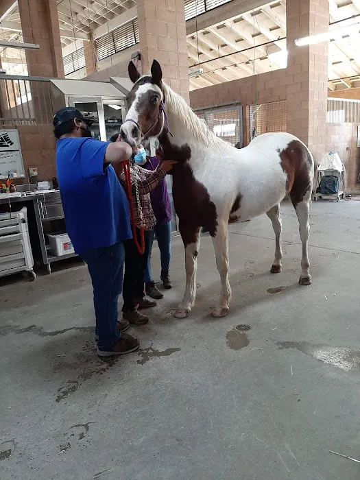 Chino Valley Equine Hospital 12