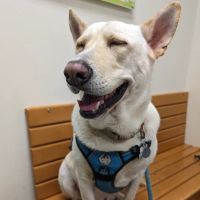 WesternU Pet Health Center ico