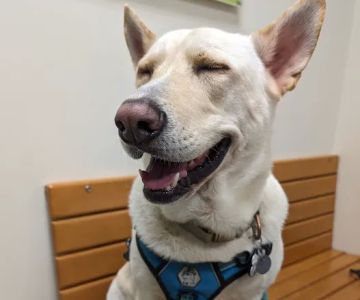 WesternU Pet Health Center