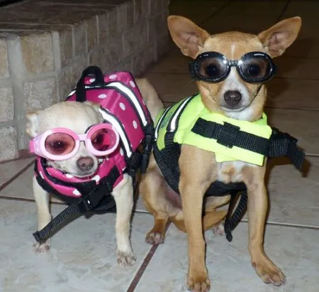 Veterinary Eye Clinic 7