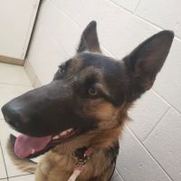 Pomona Animal Hospital ico