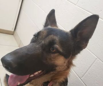 Pomona Animal Hospital