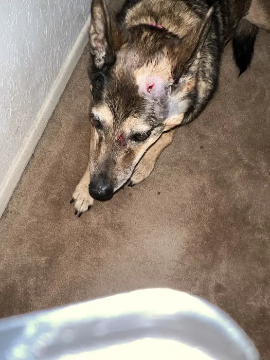 Arrow Animal Hospital 4