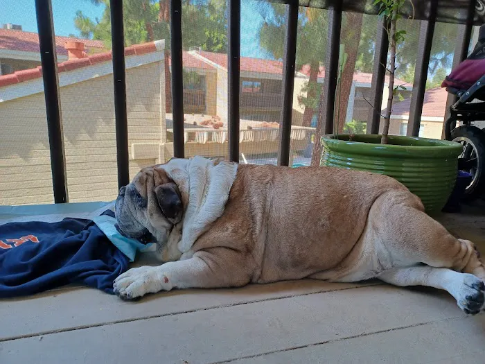 La Verne Animal Hospital 8