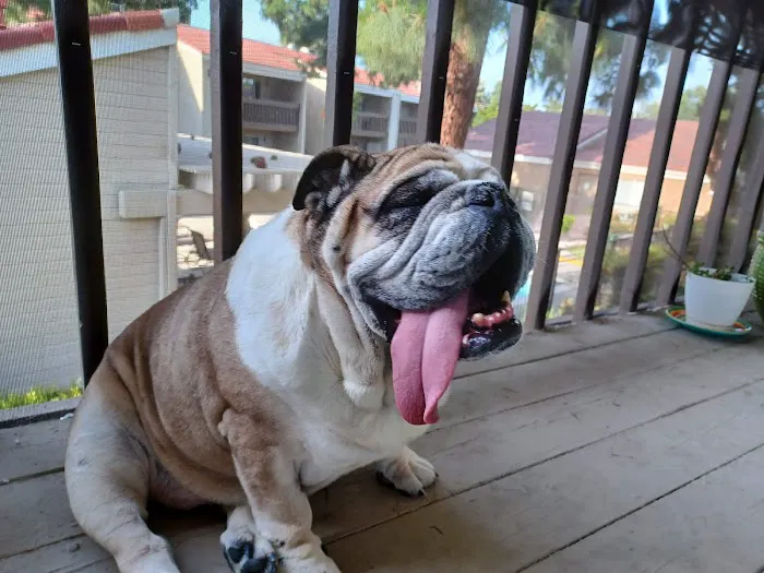 La Verne Animal Hospital 3