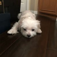 La Verne Animal Hospital ico