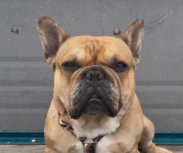 Chino Hills Animal Hospital & Pet Resort