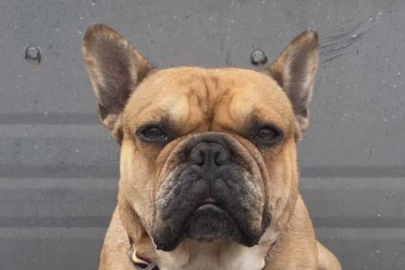Chino Hills Animal Hospital & Pet Resort