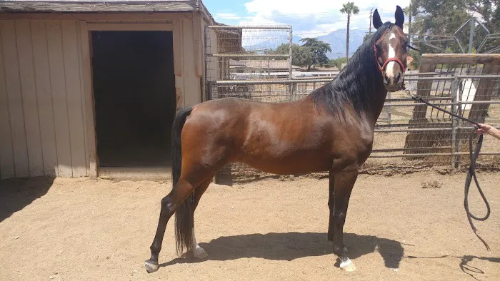 Topline Equine Veterinary Inc. Samantha Abair DVM 4