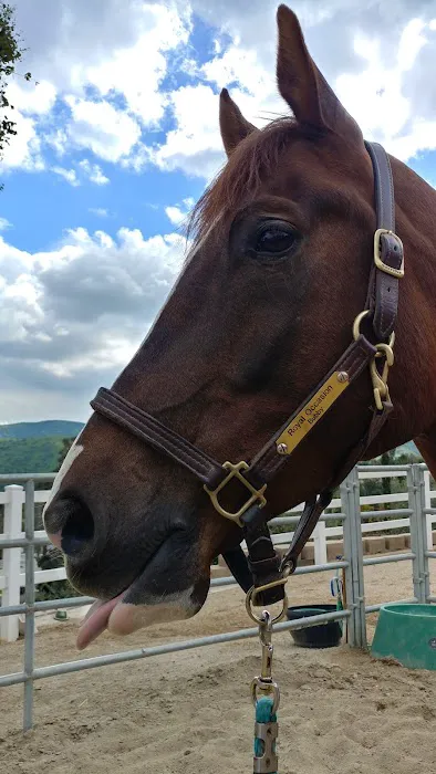 Topline Equine Veterinary Inc. Samantha Abair DVM 5