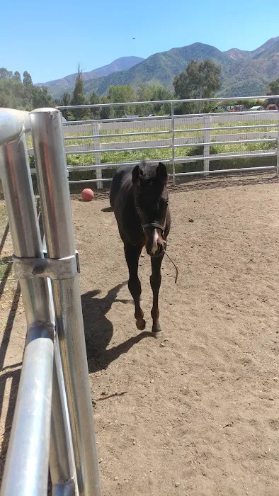 Topline Equine Veterinary Inc. Samantha Abair DVM 8
