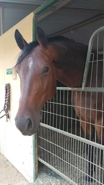 Topline Equine Veterinary Inc. Samantha Abair DVM 3