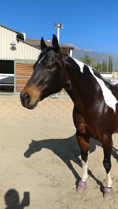 Topline Equine Veterinary Inc. Samantha Abair DVM 6