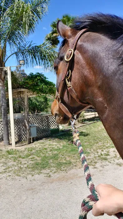 Topline Equine Veterinary Inc. Samantha Abair DVM 1