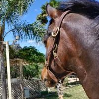 Topline Equine Veterinary Inc. Samantha Abair DVM ico