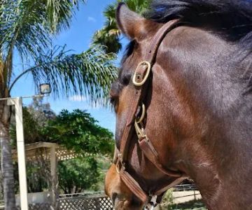 Topline Equine Veterinary Inc. Samantha Abair DVM