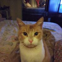 Chino Hills Parkway Pet Hospital ico