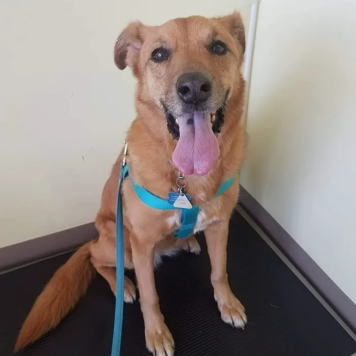 Chino Hills Parkway Pet Hospital 12