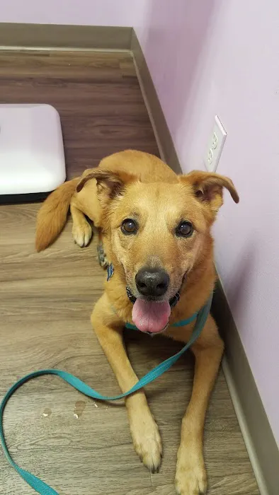 Chino Hills Parkway Pet Hospital 12