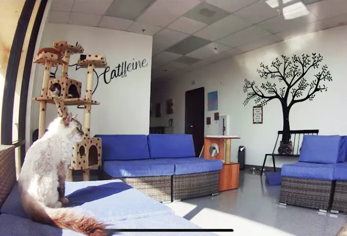 Cat Cafe Rescue 4