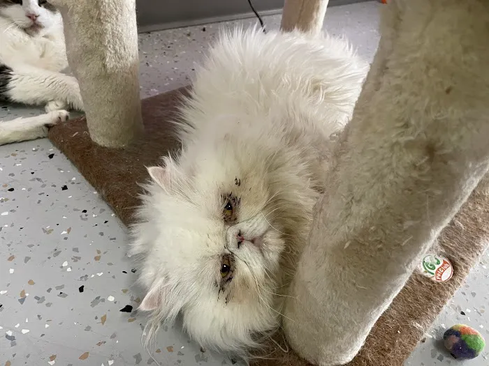 Cat Cafe Rescue 6