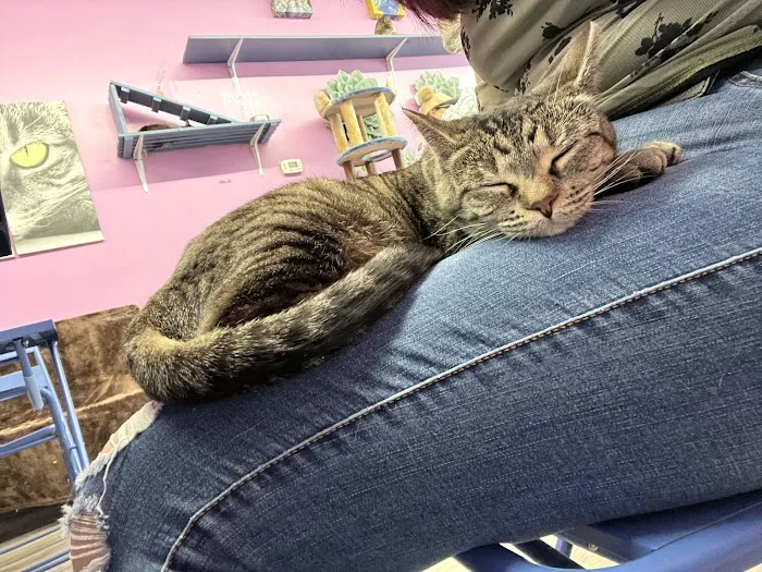 Cat Cafe Rescue 3