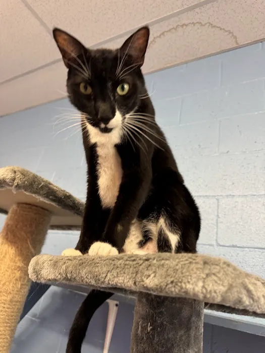 Cat Cafe Rescue 1