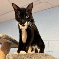 Cat Cafe Rescue ico