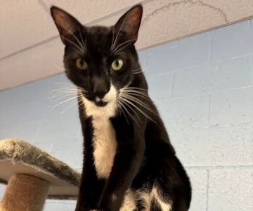 Cat Cafe Rescue