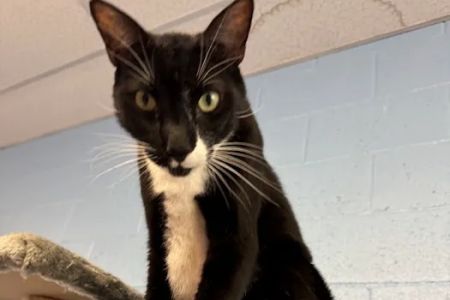 Cat Cafe Rescue