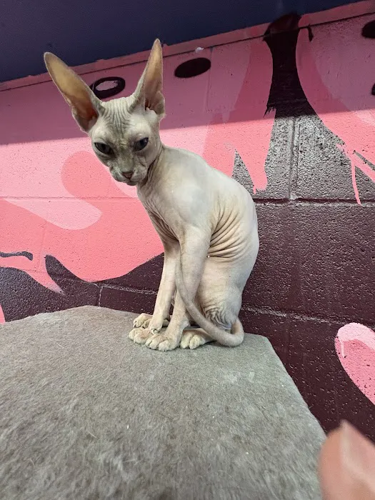 Cat Cafe Rescue 7