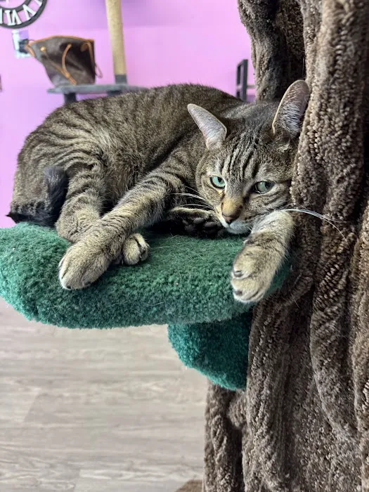 Cat Cafe Rescue 10